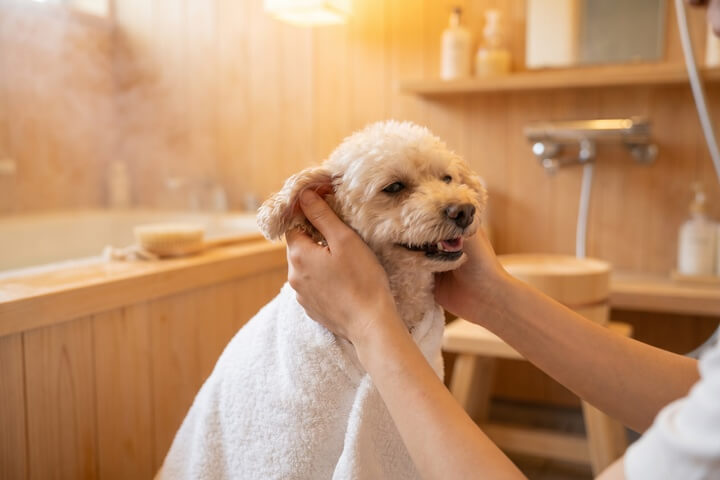シャンプー後にタオルやドライヤーでふわふわにケアされる犬または猫