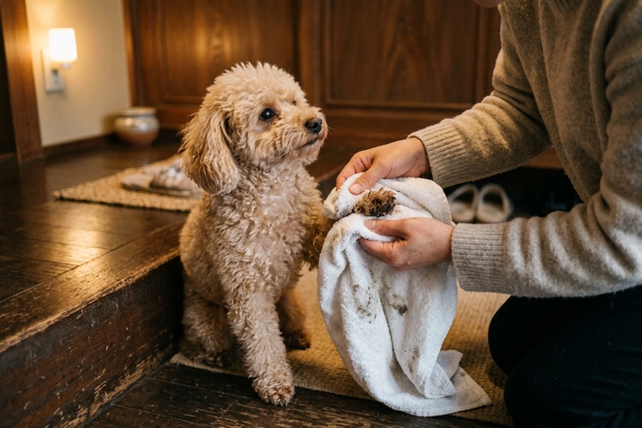 玄関で犬の足を拭くシーン
