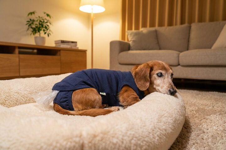 プーぱんつを着けた老犬がやわらかいペットベッドで穏やかに横たわるシーン