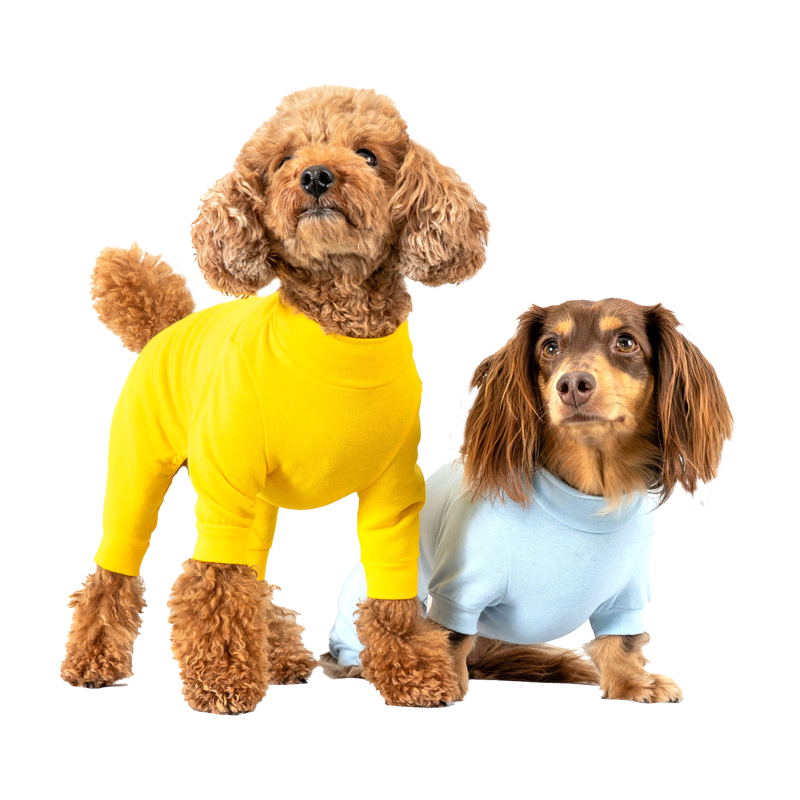 小型犬イメージ