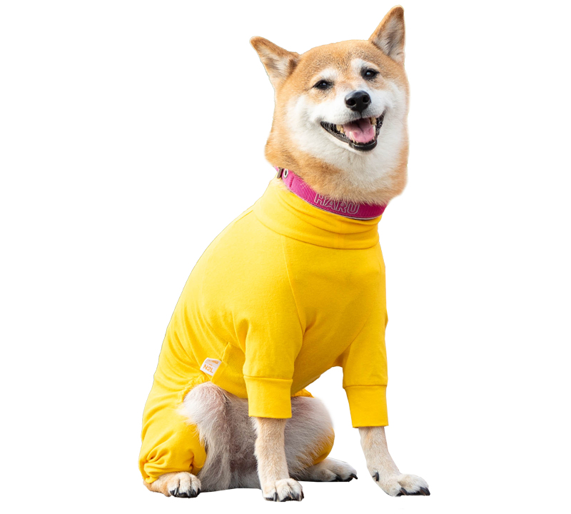 中型犬イメージ