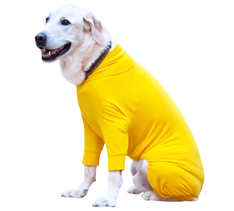 大型犬イメージ