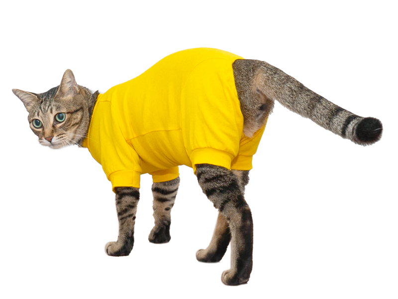ねこイメージ