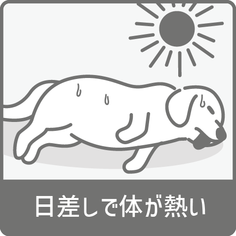 日差しで体が熱くなる犬