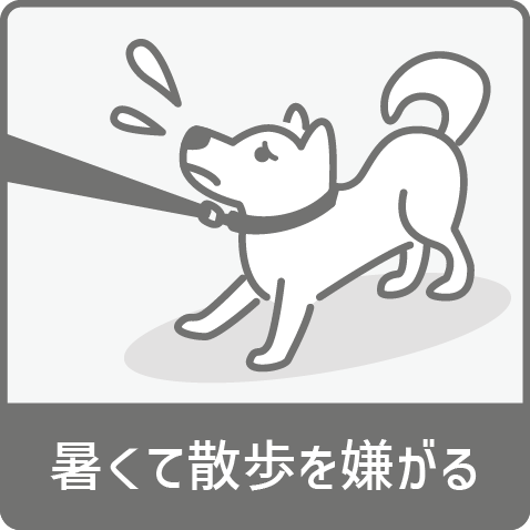 暑くて散歩を嫌がる犬