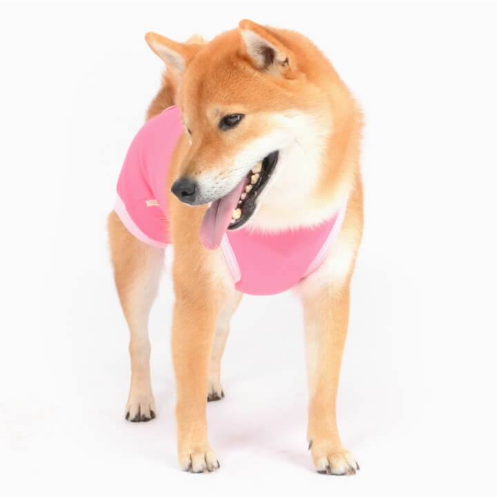 楽天市場 送料込 エリザベスカラーの代わりになる 獣医師推奨 犬用術後服エリザベスウエア R 女の子 雌 中型犬用 ネコポス値3 日本製 国産 避妊 去勢 乳腺腫瘍 柴犬 ビーグル テリア コリー 介護服 術後着 術後ウエア 手術 犬猫の服 Full Of Vigor 楽天市場 送料込 エリザベスカラーの代わりになる 獣医師推奨 犬用術後服エリザベスウエア R 女の子 雌 中型犬用 ネコポス値3 日本製 国産 避妊 去勢 乳腺腫瘍 柴犬 ビーグル テリア コリー 介護服 術後着 術後ウエア 手術 犬猫の服 Full Of Vigor